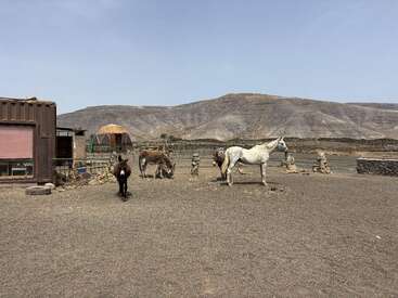 In a dry, rocky landscape, three donkeys and a white horse stand near a small building, with mountains and a geodesic dome in the background.