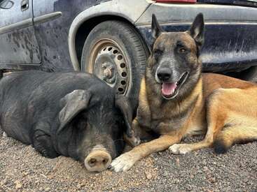 L'image représente un cochon et un chien allongés sur le sol à côté d'une voiture sale, le cochon à gauche et le chien à droite.