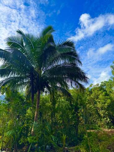 A tall coconut palm tree stands amidst lush green vegetation under a bright blue sky, scattered with white clouds, creating a tropical and serene natural landscape.