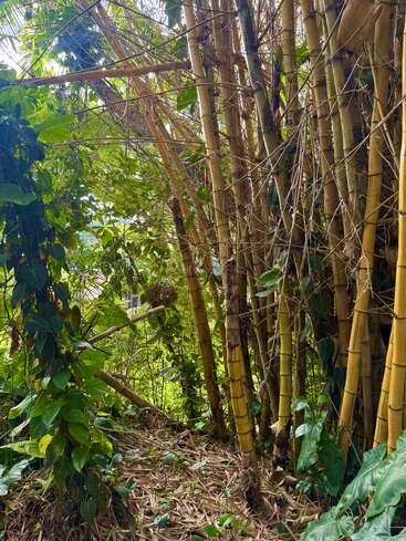 Tall bamboo stalks rise amidst dense green foliage and climbing vines. Sunlight filters through the leaves, casting dappled light on a ground scattered with fallen leaves.