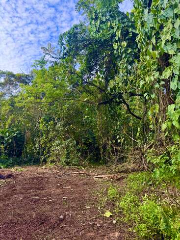 The image shows a lush, green forest clearing with tall trees and thick vines. The ground is earthy and brown. Blue sky with scattered clouds above.