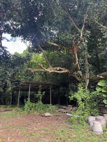 An overgrown area with large trees dominates the scene. Beneath, there’s a makeshift shelter with scattered bricks, pipes, and buckets, giving an abandoned, rustic feel.