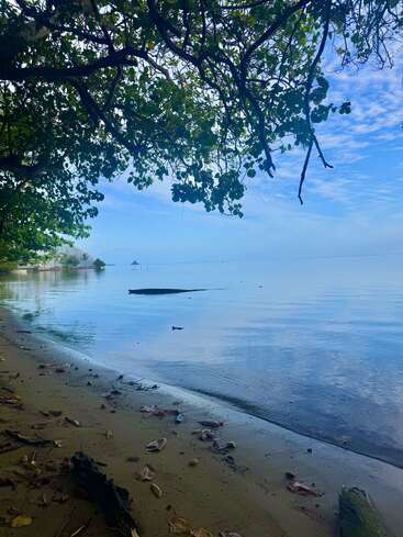 Calm, serene beach with gentle waves lapping the sandy shore, overhanging leafy branches, scattered leaves, tranquil blue sky, and distant horizon creating a peaceful scene.