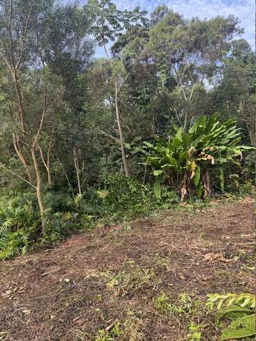 A lush, green forest scene with tall trees, dense ferns, and large leafy plants dominates. The ground is partially cleared, revealing brown earth. Peaceful atmosphere.