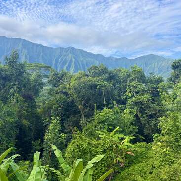 Lush green jungle in the foreground, dense with various trees and plants. Blue mountains rise behind, beneath a bright sky with scattered clouds. Peaceful, vibrant scenery.