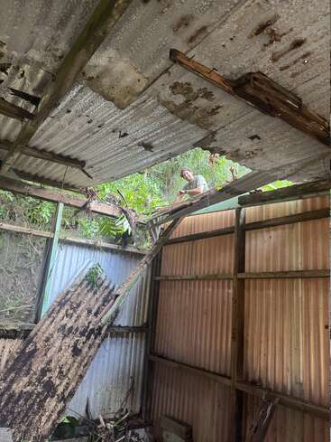 A man peeks through a large hole in a rusty, deteriorating corrugated metal roof of an abandoned shed, surrounded by overgrown plants and broken wooden beams.