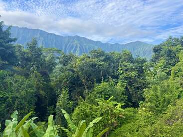 Lush green jungle in the foreground, dense with various trees and plants. Blue mountains rise behind, beneath a bright sky with scattered clouds. Peaceful, vibrant scenery.