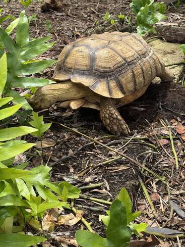 Eine große Schildkröte wandert über den Waldboden, umgeben von grünen Farnen und Blättern. Ihr strukturierter Panzer ist detailreich gestaltet und fügt sich harmonisch in die natürliche Umgebung ein.