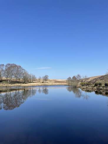 Ein ruhiger See spiegelt die kahlen Bäume und den strahlend blauen Himmel wider. Die Landschaft ist friedlich, mit sanften Hügeln, und es herrscht ein Gefühl friedlicher Abgeschiedenheit.