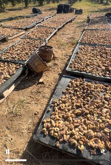 Numerous drying racks outdoors, covered with what appears to be harvested figs or nuts. Baskets and crates are nearby, in a sunny, rural area with trees.