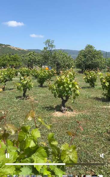 Rows of green, leafy grapevines grow in a sunlit vineyard. Trees and distant hills under a brilliant blue sky complete the peaceful, rural scenery.