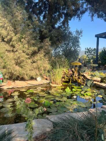 A peaceful garden pond with lily pads and flowers surrounded by greenery, stone edging, and a decorative statue, under the shade of large trees and clear sky.