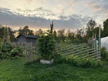 Ein rustikaler Garten bei Sonnenuntergang mit Holzzäunen, üppig grünen Pflanzen, leuchtend gelben Blumen, einem kleinen Schuppen, einem Gewächshaus und Bäumen vor einem stimmungsvollen Himmel.