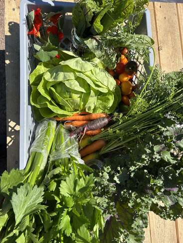 Eine Kiste voller frischem Gemüse: Salat, Karotten, Kirschtomaten, Sellerie, Grünkohl, Blattgemüse, essbare rote Blüten und Kräuter – alles wunderschön zusammengestellt.