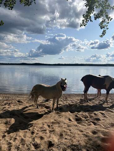 Zwei Pferde stehen an einem Sandstrand neben einem ruhigen See unter einem teilweise bewölkten Himmel, während Sonnenlicht und Baumzweige diese friedliche Sommerszene einrahmen.