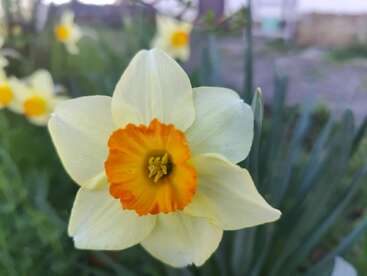 Une photo en gros plan d'une jonquille jaune et orange en fleur, entourée de feuilles vertes et d'autres jonquilles, avec un arrière-plan extérieur flou.