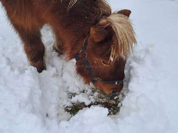 A brown pony with a blond mane is digging through deep snow, searching for grass beneath, creating a small opening in the white winter landscape.