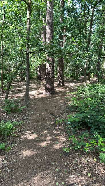 A sunlit forest path winds through tall trees, with dappled light on the ground. Green foliage surrounds the scene, creating a peaceful, natural woodland atmosphere.