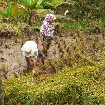 Deux personnes travaillent dans une rizière boueuse, l'une portant un chapeau et l'autre un foulard, toutes deux penchées pour planter du riz.