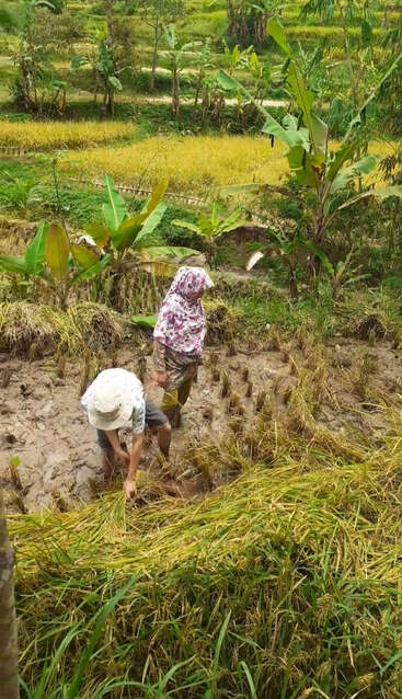 Two people are working in a muddy rice field, with one person wearing a hat and the other wearing a headscarf, both bent over, planting rice.