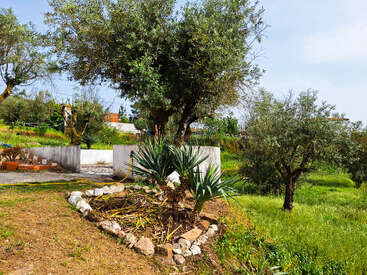 This image shows a sunny garden with olive trees, a small stone-bordered plant bed, green grass, some potted plants, and a white wall in the background.