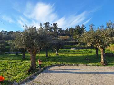A bright day in a green garden with olive trees. A child plays on a tree swing under a clear blue sky with wispy clouds.