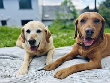 Dois cães felizes estão deitados em um cobertor ao ar livre, sorrindo e relaxados. O fundo mostra vegetação e uma casa desfocada, criando uma cena pacífica e alegre.