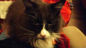 Eine flauschige schwarz-weiße Katze mit langen Schnurrhaaren sitzt bequem auf einer gemütlichen Unterlage. Ihre Augen sind halb geschlossen, und eine rote Decke liegt in der Nähe.