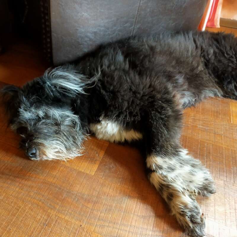 A fluffy black and white dog is lying on a wooden floor, appearing relaxed and cozy, resting its head and paws comfortably beside a piece of furniture.