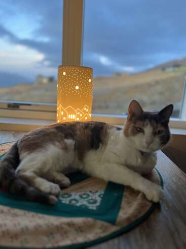 Eine Katze faulenzt auf einer Tischunterlage am Fenster. Dahinter sorgt eine dekorative, leuchtende Lampe mit Haus- und Sternmotiven für eine warme, gemütliche Atmosphäre.