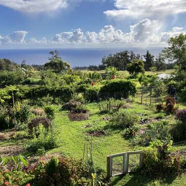 Esta imagen muestra un exuberante jardín verde con diversas plantas, árboles y arbustos. Al fondo, el océano brilla bajo un cielo azul.
