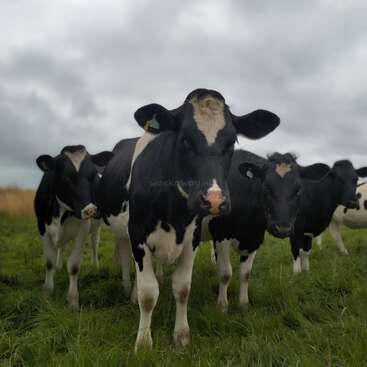 Quatre vaches noires et blanches paissent dans l'herbe verte sous un ciel nuageux. Elles regardent l'appareil photo avec curiosité, leurs marques auriculaires bien visibles, dans un champ paisible.