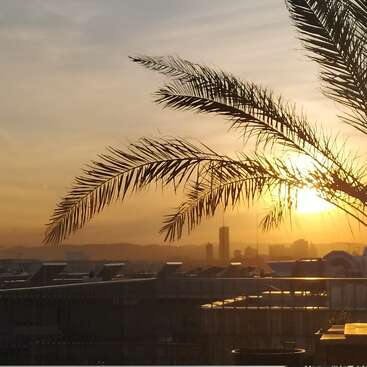 A golden sunset illuminates the city skyline, with a silhouetted palm tree in the foreground, creating a serene and tranquil atmosphere over urban rooftops.