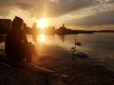 A person sits on a log by a calm lake at sunset, watching two graceful swans glide through the golden, shimmering water under a dramatic sky.