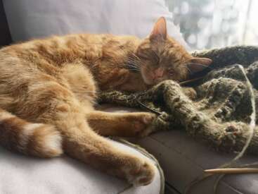 Um gato ruivo está dormindo tranquilamente em uma cadeira aconchegante, aninhado contra um cobertor verde de tricô, com agulhas de tricô por perto, banhado pela luz suave do sol.
