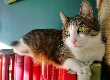 Um gato fofo, malhado e branco, está deitado em cima de uma pilha de livros vermelhos, olhando curioso para frente, cercado por uma luz aconchegante e uma parede azul-petróleo ao fundo.