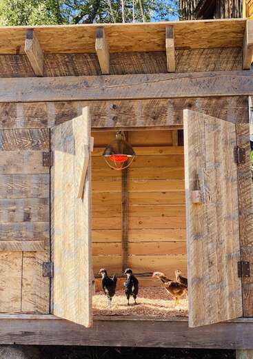 Un gallinero rústico de madera con puertas dobles abiertas deja ver a tres gallinas en su interior. Una lámpara de calor roja cuelga del techo, iluminando el acogedor interior, bañado por la luz del sol y cubierto de virutas de madera.