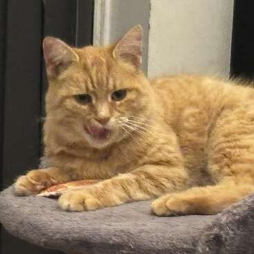A fluffy orange cat lies comfortably on a soft gray surface, licking its lips, possibly after eating. Its fur is thick, and it looks content.
