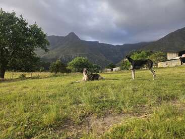 Dois cães relaxam em um campo gramado, um em pé e outro deitado, com montanhas imponentes, árvores e céus nublados proporcionando um cenário tranquilo.