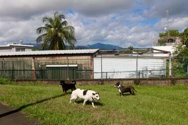Three dogs stand on a grassy area near a fence and buildings, with a palm tree, mountains, and a mostly cloudy blue sky in the background.