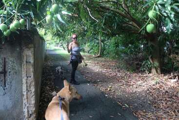 A woman walks with two dogs on a narrow path shaded by mango trees. She waves, wearing sunglasses and casual clothes. Mangos hang above her.
