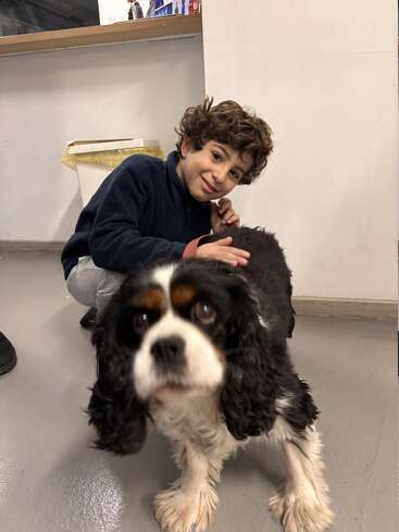 A young boy with curly hair, wearing a navy sweater, kneels and gently pets a black, white, and brown Cavalier King Charles Spaniel indoors.