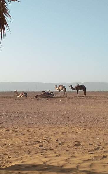 Four camels, some sitting and some standing, rest on a vast, arid desert plain under clear blue sky, with distant mountains and palm leaves visible.