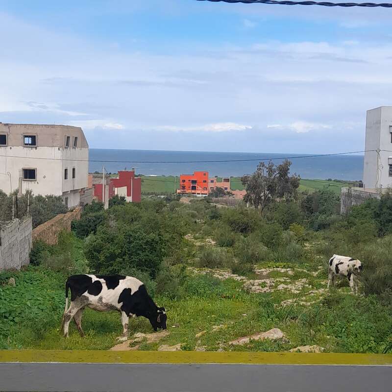 Two black-and-white cows graze on green grass between buildings. In the background, colorful houses, trees, and a blue ocean under a partly cloudy sky are visible.