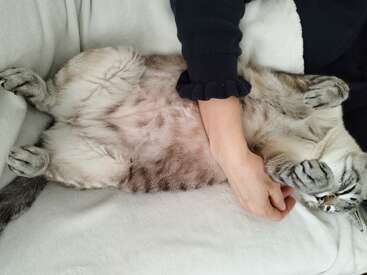A relaxed cat lies on its back, belly exposed, paws up. A person gently strokes the cat’s side, creating a cozy and affectionate moment on a couch.