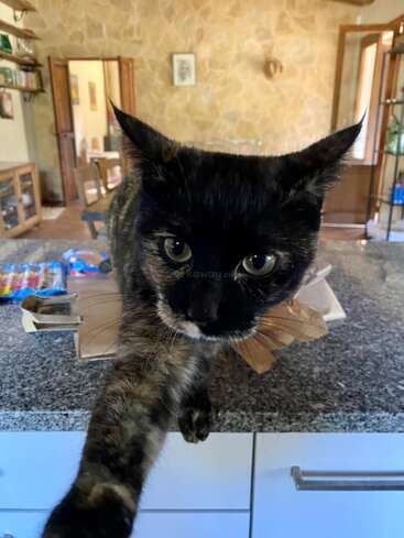 A imagem mostra um gato preto com olhos verdes em pé em um balcão de cozinha, olhando para a câmera com um fundo desfocado de uma cozinha.