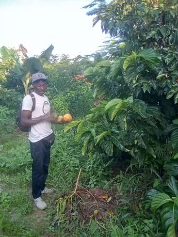 Un homme se tient dans une plantation verdoyante, tenant des fruits jaunes. Il porte une chemise blanche, une casquette et un sac à dos, entouré d'arbres et de végétation denses.