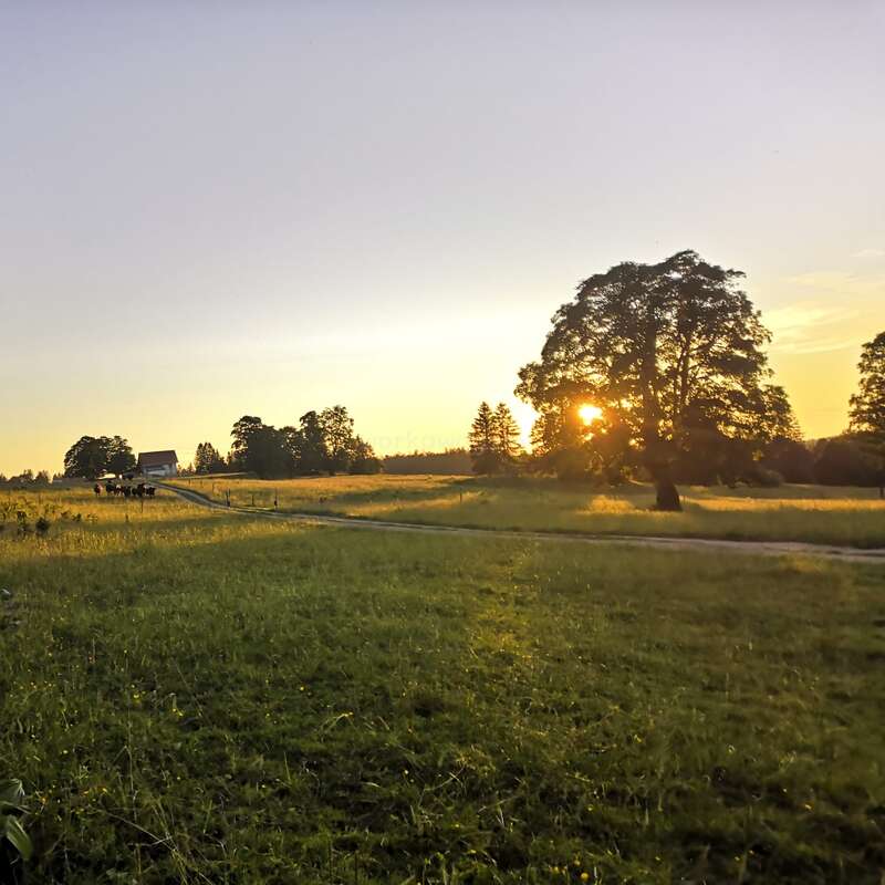 Une scène champêtre paisible au coucher du soleil, avec un chemin de terre, des champs verdoyants, de grands arbres, des vaches qui paissent et une grange au loin, sous un ciel rougeoyant.