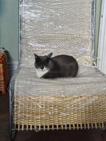 Un gato gris y blanco está cómodamente sentado en una silla de mimbre envuelta en plástico transparente, con los ojos plácidamente cerrados. Ambiente interior.