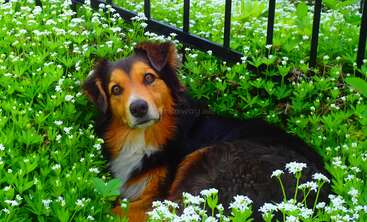 Un chien brun et noir aux yeux expressifs est allongé sur l'herbe verte, entouré de petites fleurs blanches, près d'une clôture métallique noire, et regarde calmement l'appareil photo.